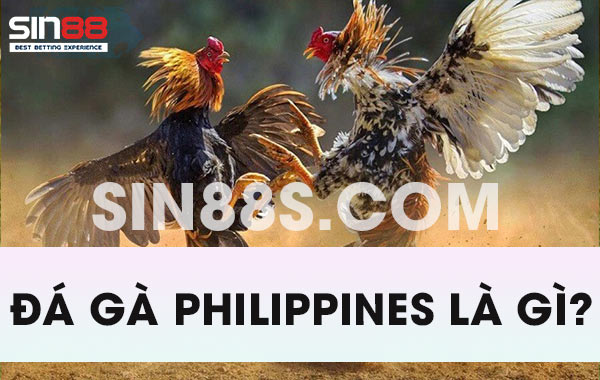 Đá gà Philippines là gì?